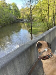 waterfall nash creek society hill road hans | REALTOR® Laura Sellers, Auburn, AL