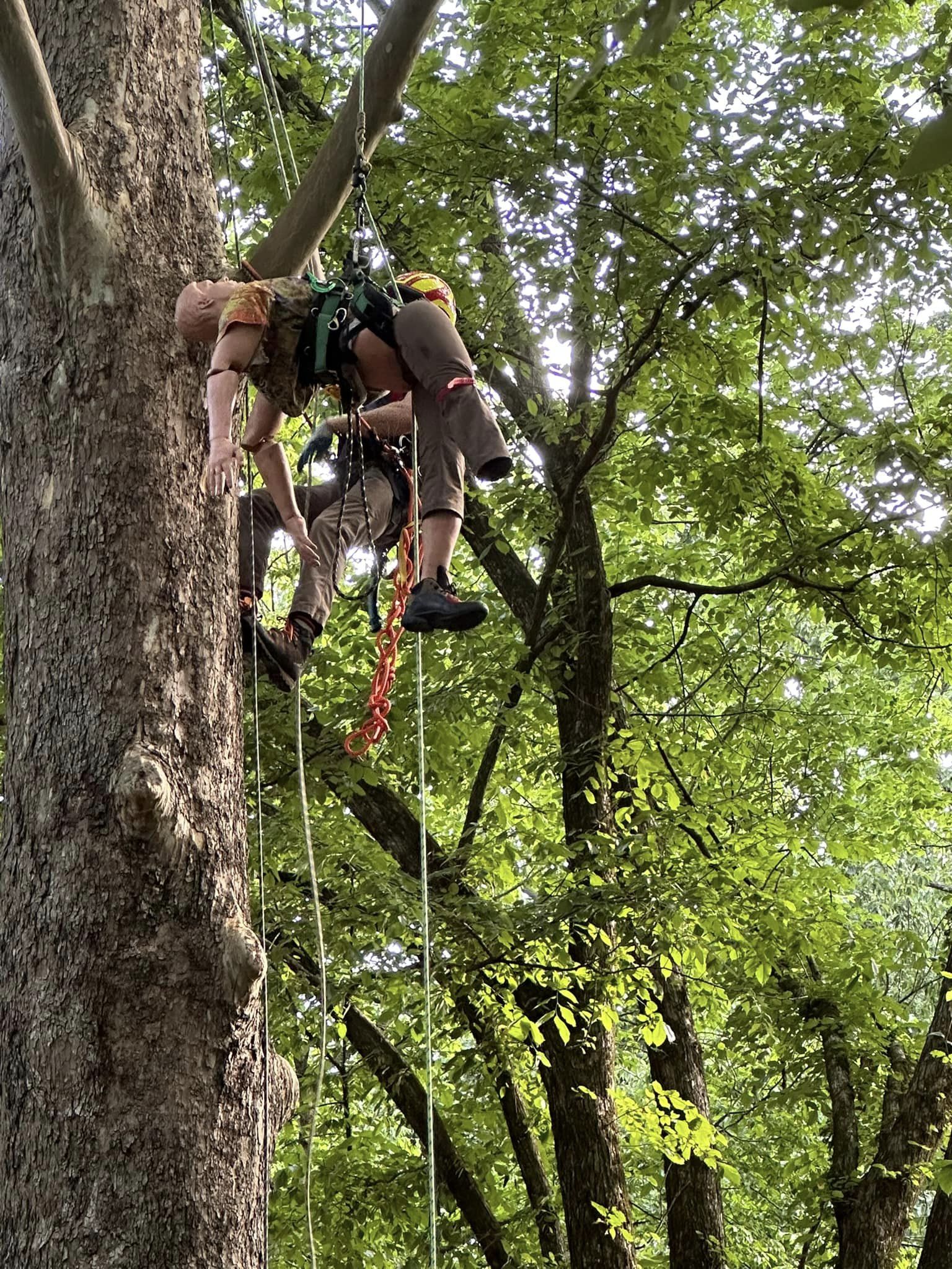 North American Open Master’s Tree Climbing Competition (NAOM) | REALTOR ...