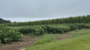 auburn university crop rotation 1 | REALTOR® Laura Sellers, Auburn, AL