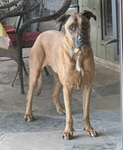 A curious dog standing outside, looking through a glass door into a home for sale, symbolizing how pets impact home sales in Auburn and Opelika.