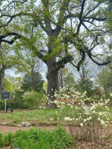 Majestic view of the Founder’s Oak at Auburn University’s Davis Arboretum