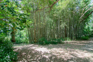 Unique Auburn home under contract with bamboo garden and private yard