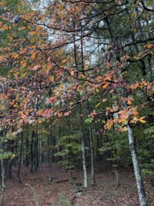 fall foliage woods 2 | REALTOR® Laura Sellers, Auburn, AL