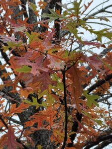 fall leaves | REALTOR® Laura Sellers, Auburn, AL
