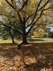 fall leaves flowers hans 2 | REALTOR® Laura Sellers, Auburn, AL