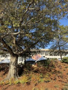 jordan hare stadium auburn university 1 | REALTOR® Laura Sellers, Auburn, AL
