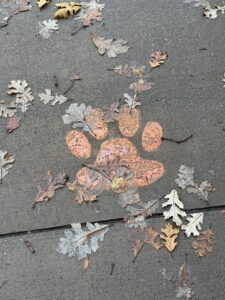 tiger paw fall leaves 1 | REALTOR® Laura Sellers, Auburn, AL