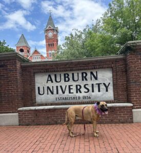 Samford Hall AU 4 | REALTOR® Laura Sellers, Auburn, AL