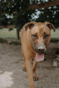 Moving to Auburn with Pets: What Home Buyers Should Consider 14