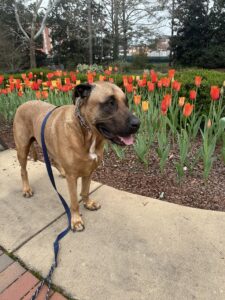 Moving to Auburn with Pets: What Home Buyers Should Consider 12