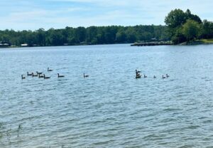 Auburn Homes for Sale: Lake View or Mountain View? 2
