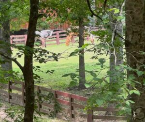 Quiet Neighborhoods in Auburn: First, Define “Quiet” 7
