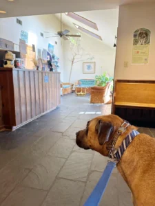 Moving to Auburn with Pets: What Home Buyers Should Consider 10