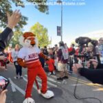 Auburn vs LSU game day Tiger Walk with Auburn players arriving before the October 24, 2026 game
